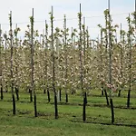 Bloom-inn Gastvrij Genieten Semesterbostad Doornenburg