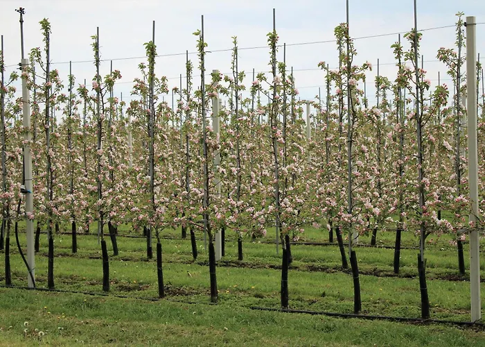 Bloom-inn Gastvrij Genieten Nyaraló Doornenburg